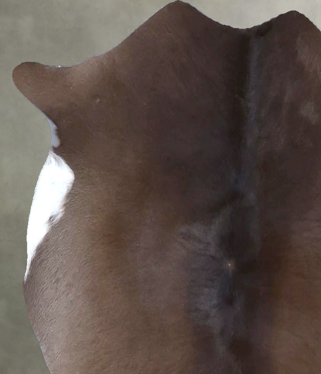 Calfhide Approx 2'x3' #B22303 by Hudson Hides