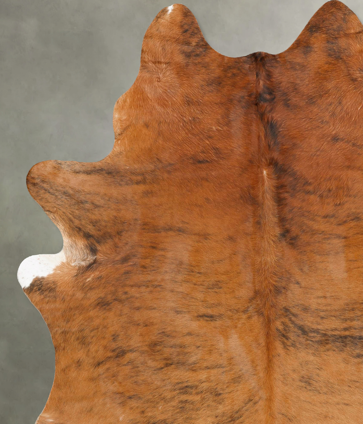 Medium Brindle XX-Large Brazilian Cowhide Rug 8'5"H x 6'8"W #B28456 by Hudson Hides