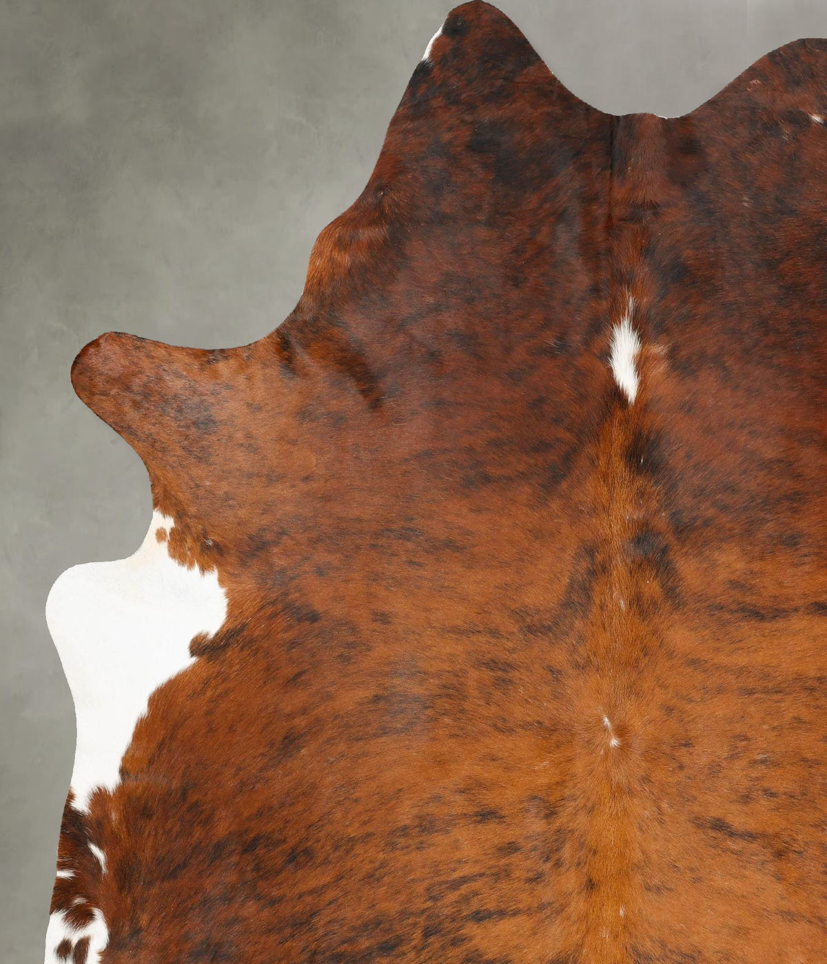 Medium Brindle XX-Large Brazilian Cowhide Rug 8'1"H x 6'9"W #B28519 by Hudson Hides