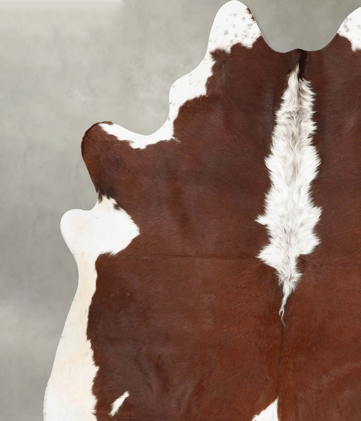 Brown and White Regular XX-Large Brazilian Cowhide Rug 8'1"H x 7'1"W #B28828 by Hudson Hides