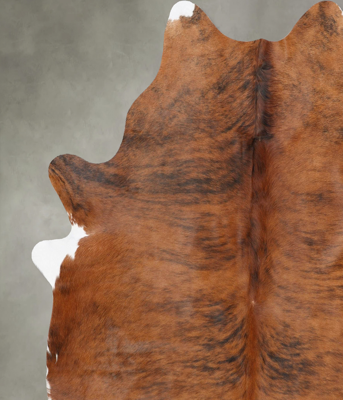 Medium Brindle X-Large Brazilian Cowhide Rug 7'2"H x 6'2"W #B30305 by Hudson Hides