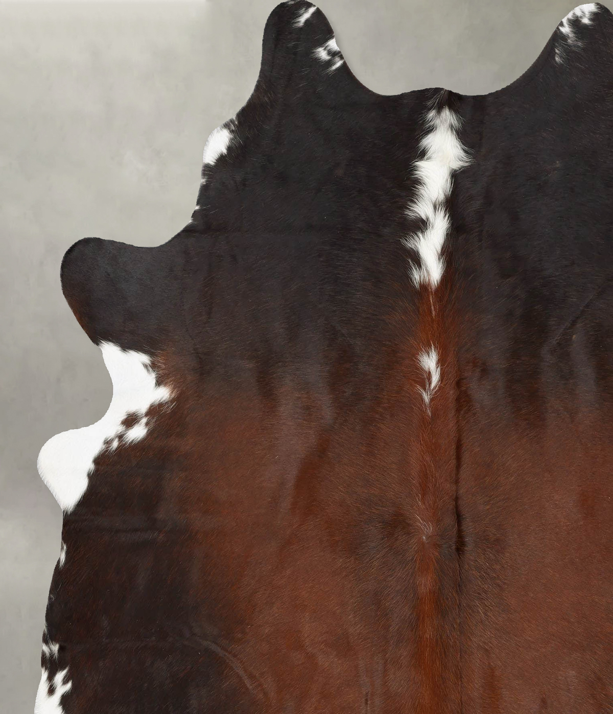 Chocolate and White X-Large Brazilian Cowhide Rug 7'0"H x 6'0"W #B31195 by Hudson Hides
