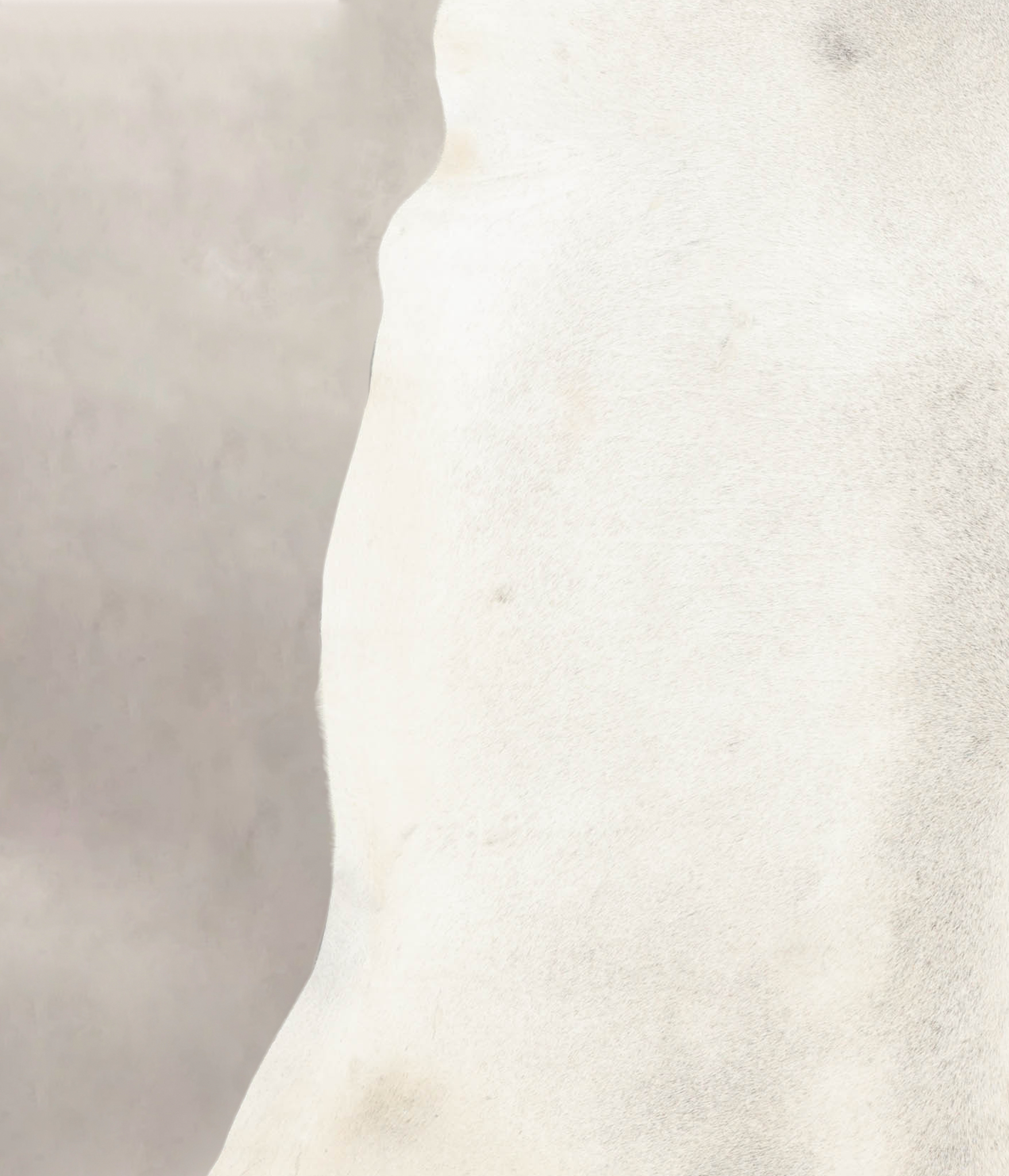 Light Grey Cowhide Rug #B4665