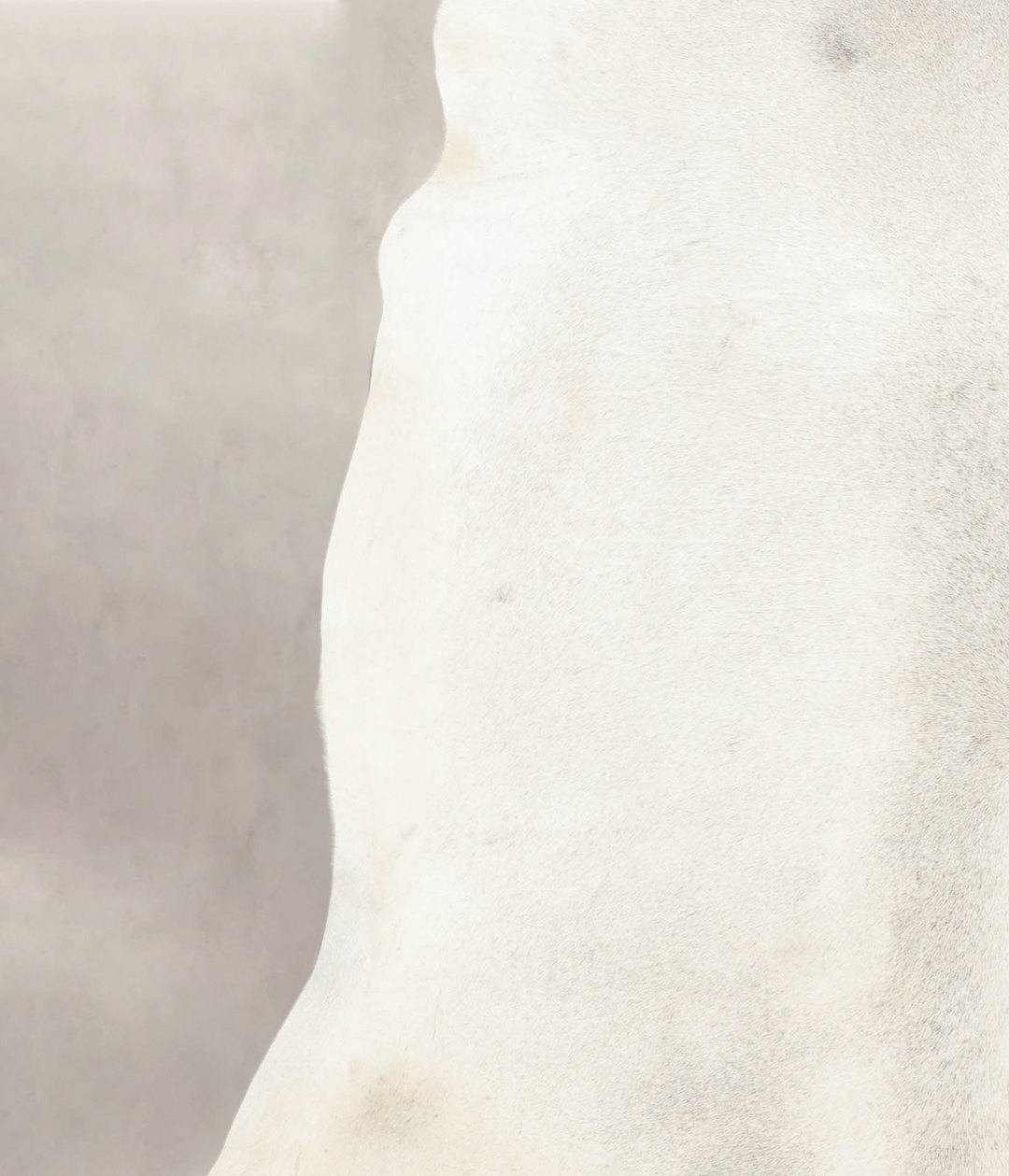 Light Grey XX-Large Brazilian Cowhide Rug 7'1"H x 7'4"W #B4665 by Huds