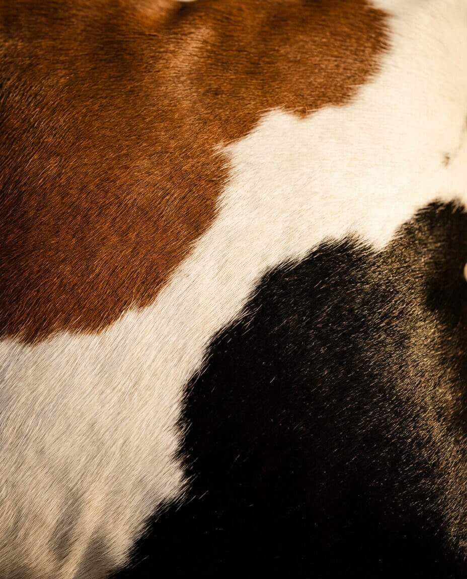 Tricolor Cowhide Rug